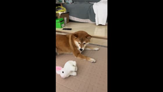 Shiba Inu loses patience with toy bunny in Jiangsu, China