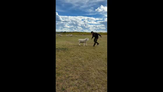 Sheep chases and knocks down man on grassland in Inner Mongolia, China