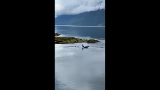 Two orcas spotted swimming near Malibu Club in British Columbia, Canada