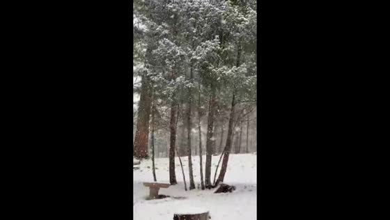 Heavy snowfall blankets trees near cabin in Evergreen, Colorado, USA