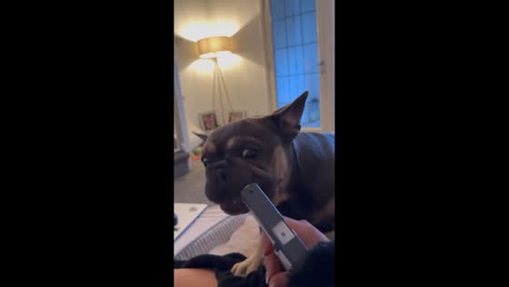 Dogs hilariously investigate mysterious spray gun during playtime in Glasgow, Scotland, UK