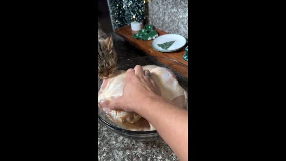 Playful cat resists tug-of-war in Lytle Creek, California, USA