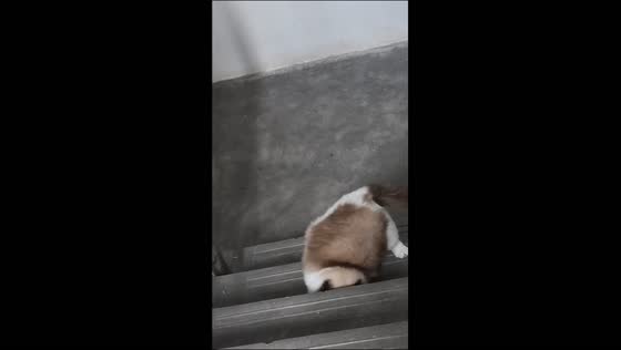 Ragdoll cat hilariously loses its footing while trying to climb the stairs in Jiangsu, China
