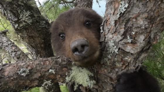 Rescuing orphaned bear cub: a new addition to the mini shelter in Altai, Russia