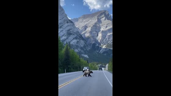 Bear crossing: wildlife right of way in Kananaskis, Alberta
