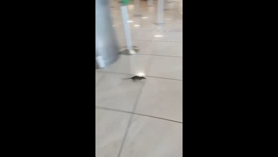 Unexpected rat sighting inside airport terminal in Naples, Italy