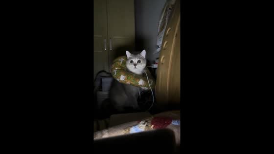 Cat caught chewing charging cable freezes in surprise in Hebei, China