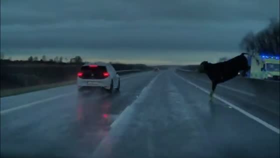 Cow crosses M6 motorway in Rochfortbridge, Ireland