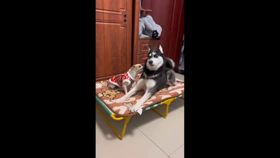 Chihuahua reacts to playful Alaskan Klee Kai in Jiangsu, China