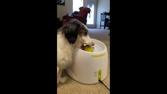 Clever dog catches balls from automatic launcher in Chattanooga, USA