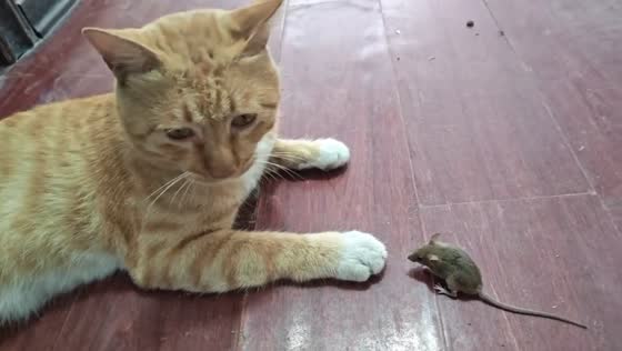 Cat plays chase with mouse in Hubei, China
