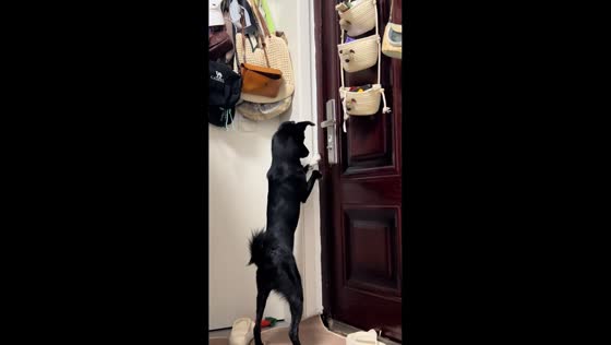 Dog tries and fails to open door in Shanghai, China