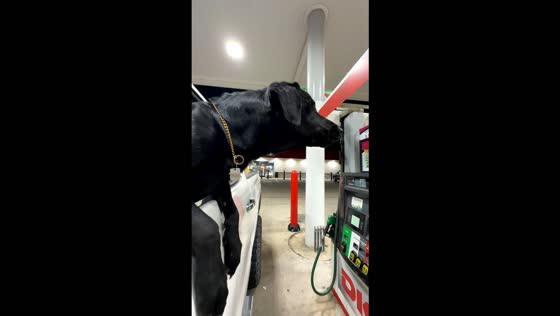 Dog wearing gold chain growls at cat watching from gas station in Texas, USA