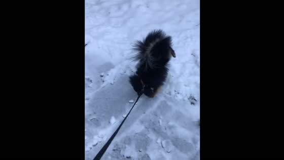 Snow-loving dog shows unusual walking style in Svetlogorsk, Belarus