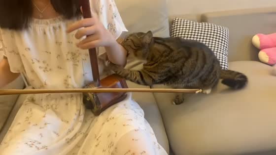 Cat playfully stops woman from playing music in Jiangsu, China