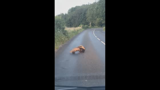 Fighting badgers bring traffic to a halt in Kendal, England, UK