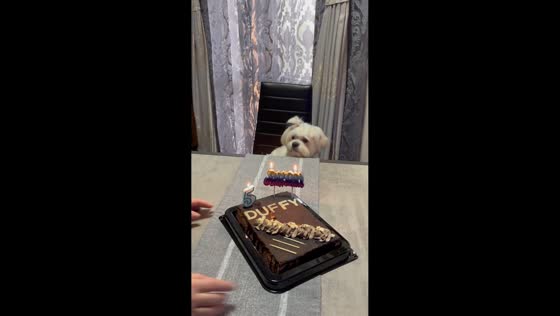 Dog celebrates its birthday in Casalmaggiore, Italy