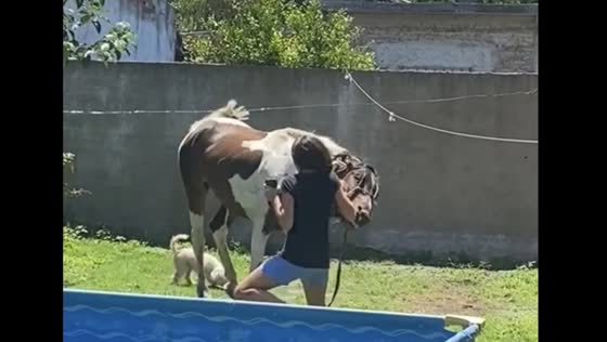 Girl gets startled as horse appears to try to bite in Buenos Aires Province