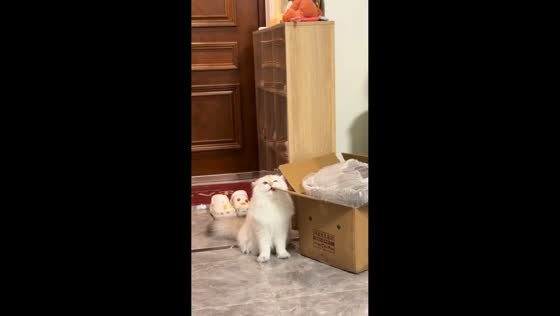 Cat startled by loud noise from biting box in Beijing, China