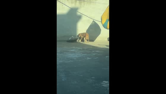 Dog and cat playfully tussle over bed in Hebei, China