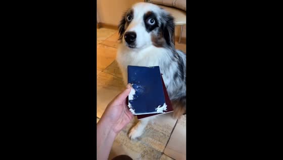 Adorable guilty dog chewing passports in Moscow, Russia