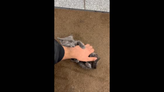 Kitten plays with hand in New York