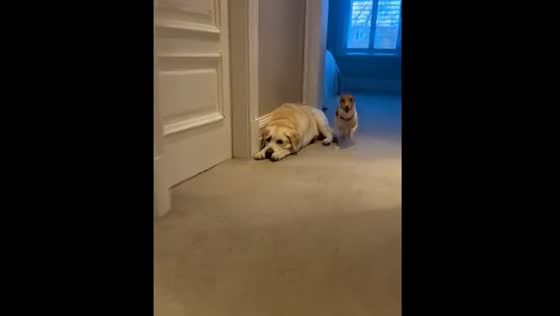 Peppa runs around while her canine friend looks on uncomfortably