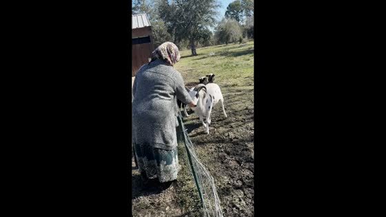 Ram knocks woman backward during playful moment in Alvin, Texas, USA