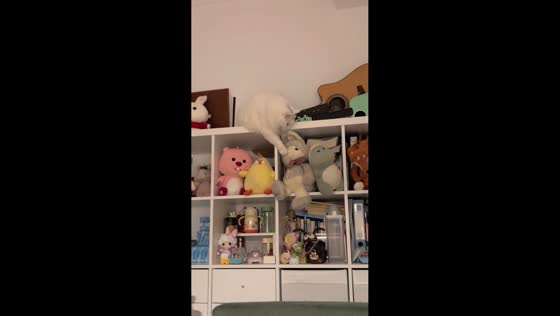 Cat knocks plush toys off shelf before taking their place in Shanghai, China