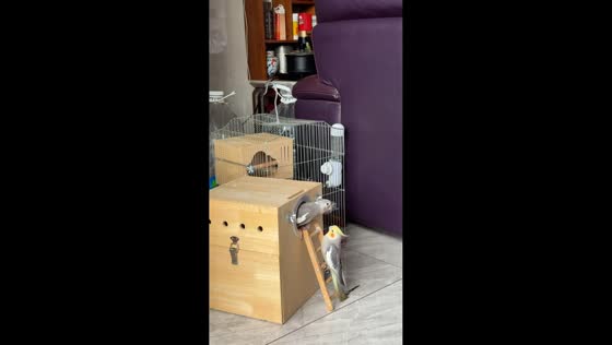 Mischievous cockatiel pushes ladder, sending companion falling in Guangdong, China