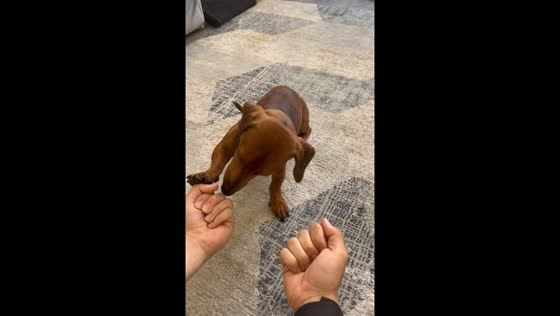 Gary the dog masterfully chooses the right hand for treats in San Diego