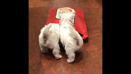 Puppies surprise with unexpected appearance from dog food bag in Lancaster, USA