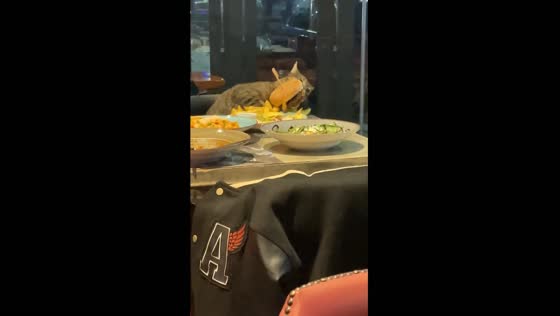Brazen cat burglar: feline filches burger in Kavala restaurant