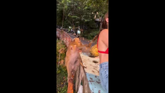 Monkeys grab tourist's hair in Phuket, Thailand
