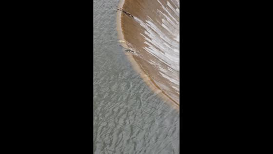  Carps fall into water funnel at a dam in Córdoba, Argentina