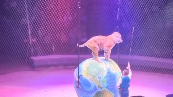 Tiger's unexpected act of 'cleaning up' steals the show in Vladivostok, Russia