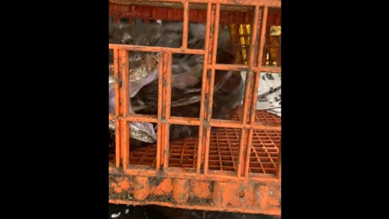Near-snake bite encounter in Banjarbaru, Indonesia
