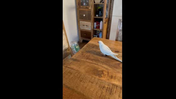 Parrot in Leonberg, Germany, repeatedly knocks bottle off table
