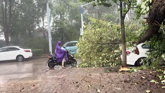 Falling tree crashes onto roadside and narrowly misses scooter rider in Yunnan, China