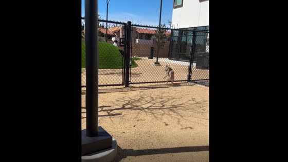 Dog collides with fence in hilarious video