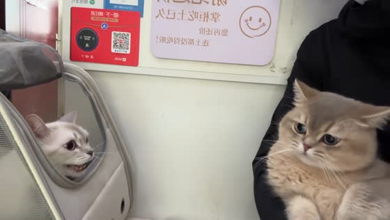 Cats exchange aggressive meows in Hebei, China