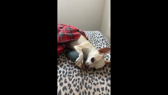 Chihuahua adorably cuddles and kisses tiny bird in Cattolica, Italy