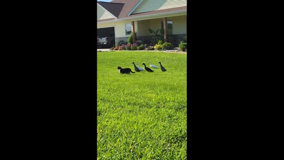 Ducks hilariously follow cat leader in Long Grove, Iowa