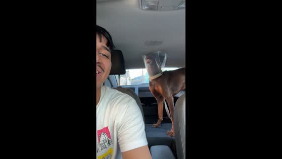 Dog makes silly face with cone of shame in Monterrey, Mexico