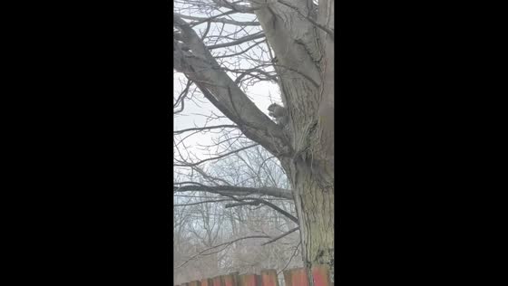 Curious squirrel unwraps and enjoys a lollipop in Blissfield, Michigan, USA