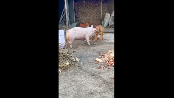 Dog bites pig in Beijing standoff: pig retreats after vocal protest