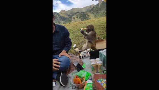 Monkey joins picnic, drinks beer with friends in Xinjiang