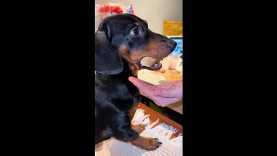 Dachshund caught sneaking food in Shanghai, China