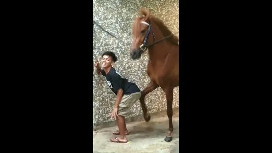 Man posing gets kicked by horse in Cirebon, Indonesia