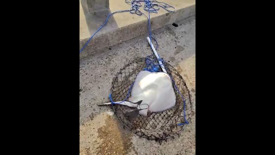 Anglers safely release stingray after witnessing rare birth in Pensacola Beach, Florida, USA
